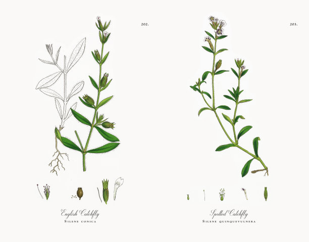 英语捕蝇，Silene conica，维多利亚植物学插图，1863年图片下载