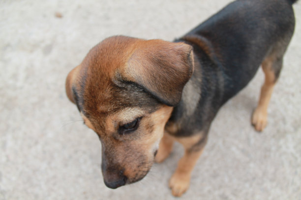 可爱的棕色微笑快乐的拉布拉多寻回小狗狗对着树叶夕阳散焦的背景。可爱的头像照片与复制空间添加文本图片下载