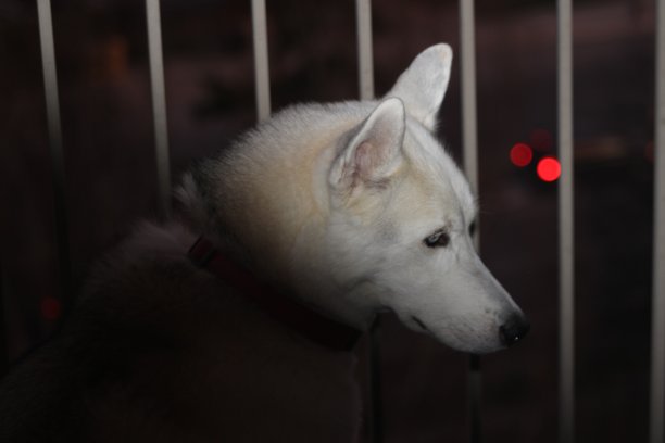 西伯利亚哈士奇在晚上从阳台望出去的艺术照片图片下载