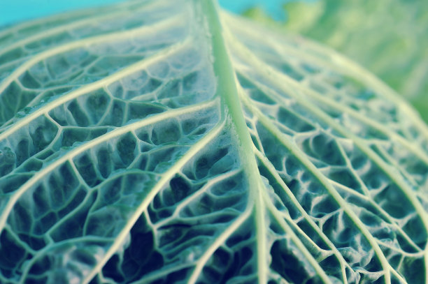 成熟的萨伏伊卷心菜叶子的背景图片下载