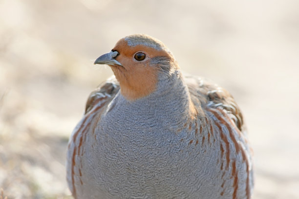 非常近距离的照片，一个灰色鹧鸪在地面上的背光图片下载