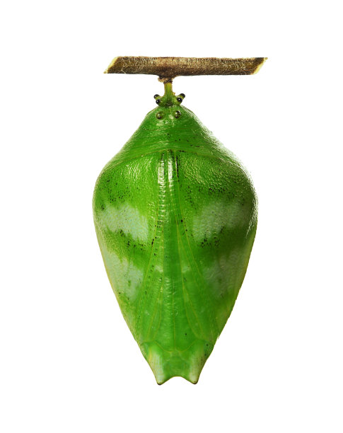 一个蛹的森林珍珠斑蝶孤立在白色的背景。图片下载