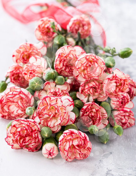 粉红色康乃馨花图片下载