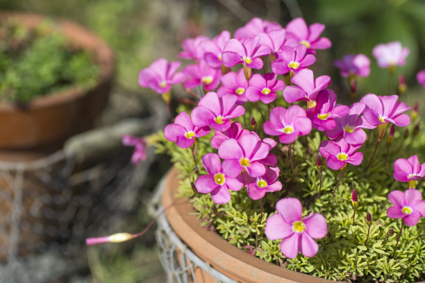 光草盆栽植物图片下载