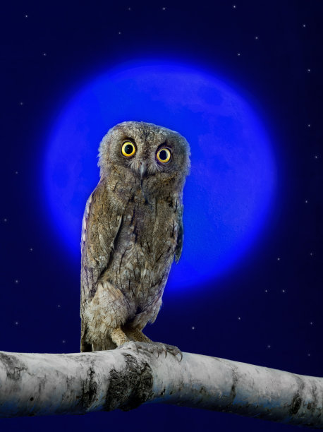 月亮和黑暗天空背景下的猫头鹰图片下载