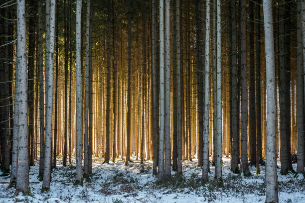 冬天的针叶林里耀眼的阳光图片下载