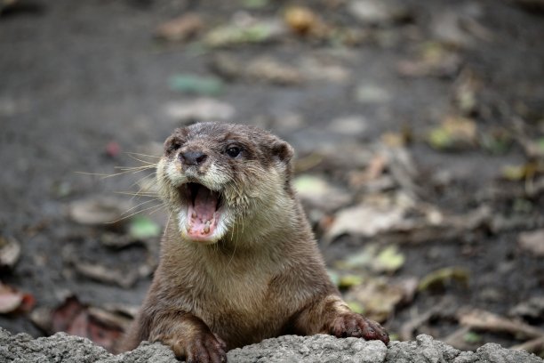 吸引人的水獭图片下载