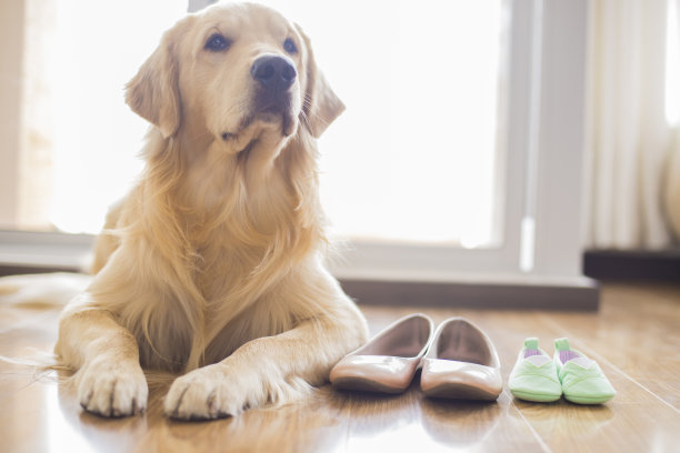 金毛猎犬坐在地板上素材图片