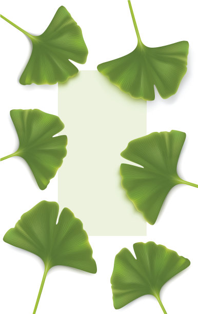 绿叶的银杏叶孤立在白色图片下载