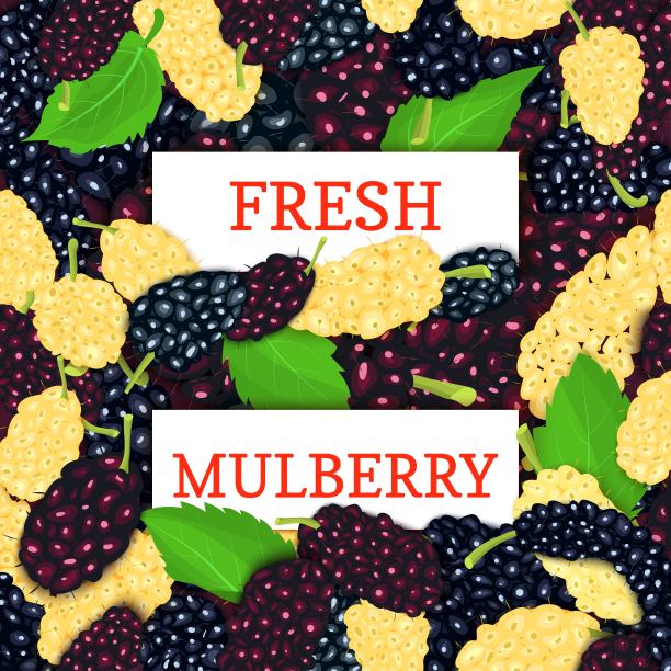 两个白色矩形标签上的桑葚浆果的背景。矢量插图。鲜嫩多汁的桑果为设计食品包装的果汁早餐排毒饮食、果酱。图片下载