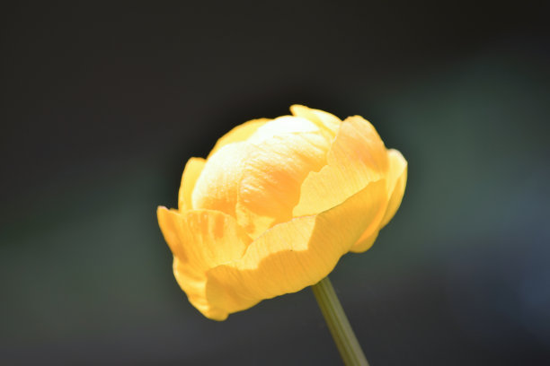 黄色金梅草属植物图片下载