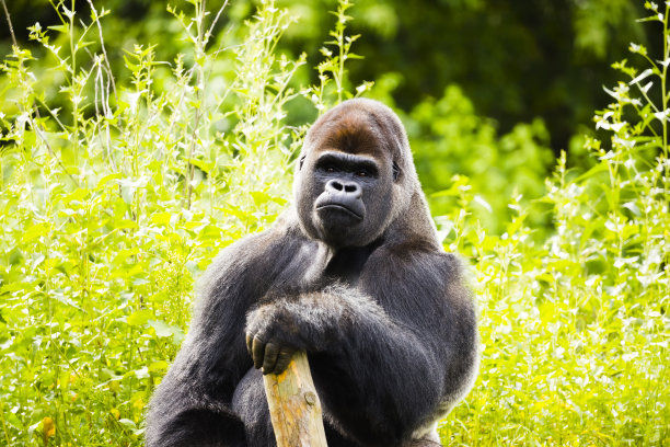 大猩猩素材图片