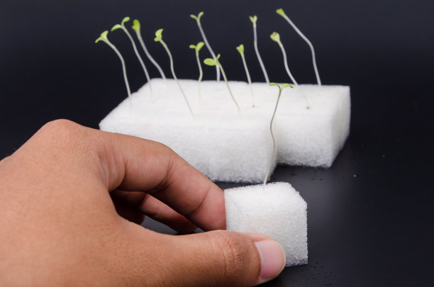 绿色水培在手中发芽图片下载