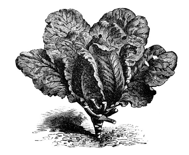 植物、蔬菜、植物古版画插图:红甘蓝图片下载