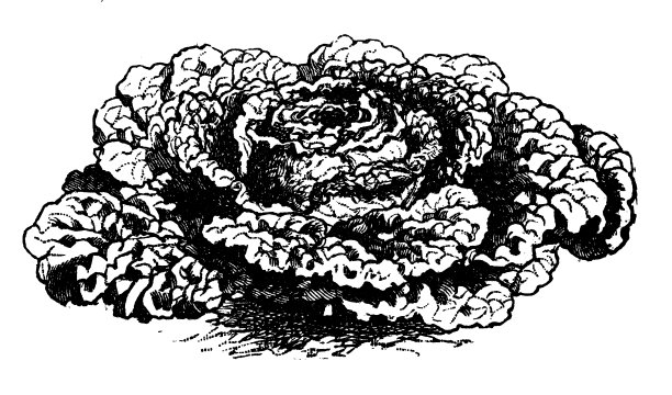 植物、蔬菜、植物仿古雕刻插图:萨伏伊卷心菜图片下载