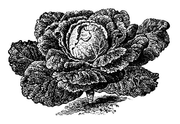 植物、蔬菜、植物仿古雕刻插图:萨伏伊卷心菜图片下载