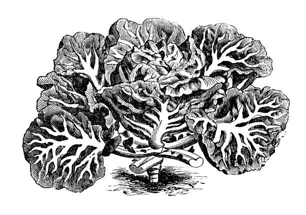 植物学、蔬菜植物、古版画插图:葡萄牙卷心菜图片下载