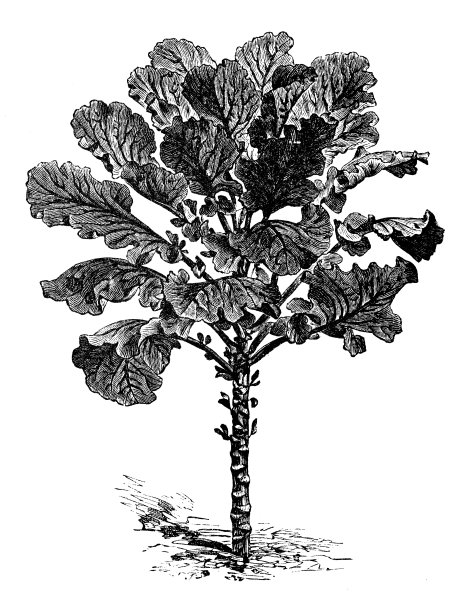植物类蔬菜植物仿古雕刻插图:紫甘蓝甘蓝图片下载