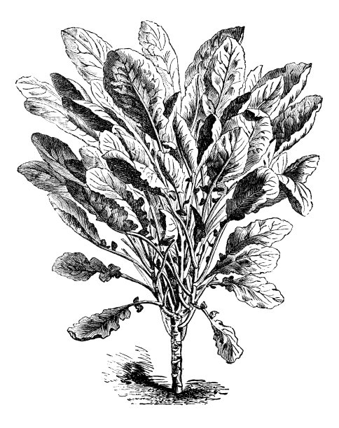 植物类蔬菜植物仿古雕刻插图:紫甘蓝甘蓝图片下载