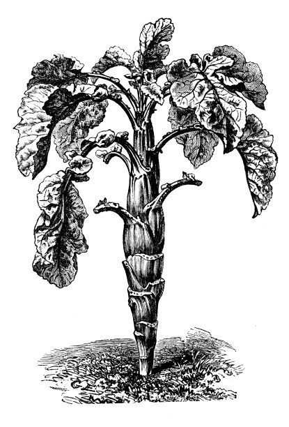 植物类蔬菜植物仿古雕刻插图:紫甘蓝甘蓝图片下载