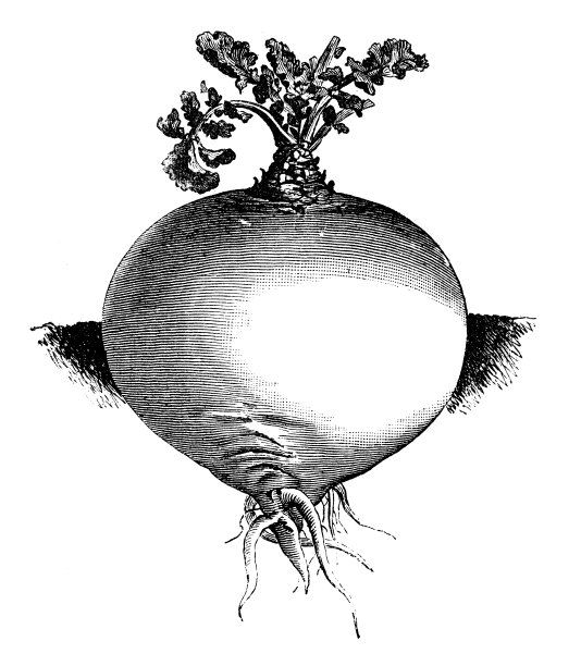 植物学蔬菜植物仿古雕刻插图:芜菁甘蓝根图片下载