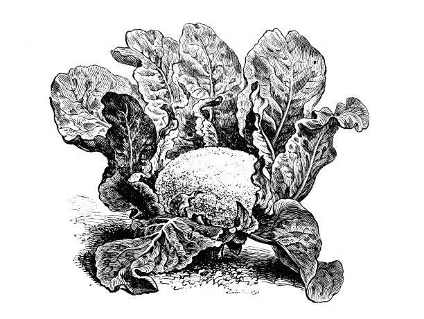 植物学、蔬菜植物仿古雕刻插图:荷兰菜花图片下载