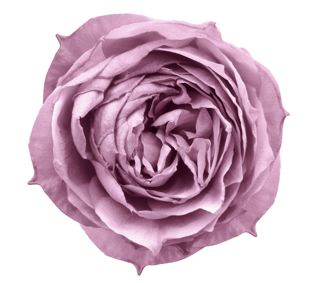 浅粉色玫瑰花白色孤立的背景与修剪路径。花的设计，纹理，背景，框架，包装。特写镜头。大自然。图片下载