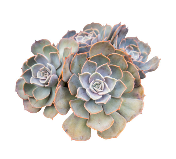 小型肉质植物孤立图片下载