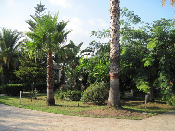 热带花园树木，棕榈树。自然的观点图片下载