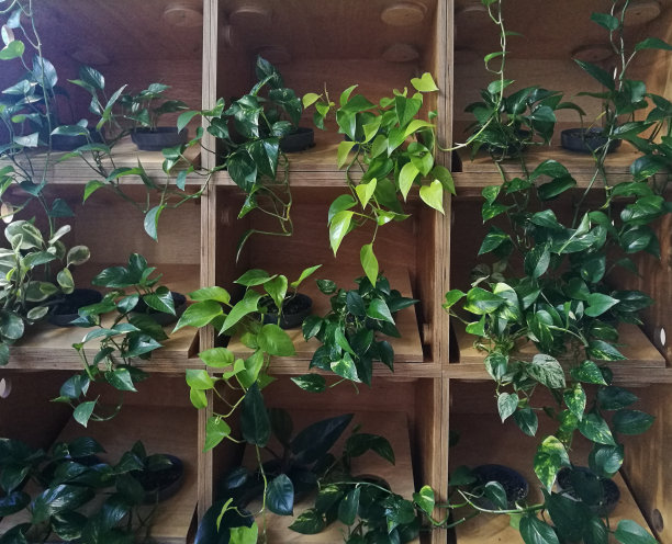 装饰用的绿色植物装在木箱里图片下载