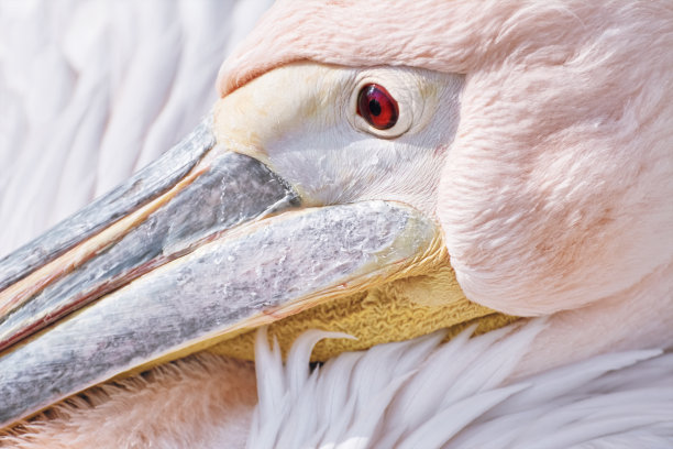 鹈鹕的画像图片下载