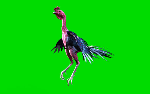 一场移动和跳跃的斗鸡图片下载