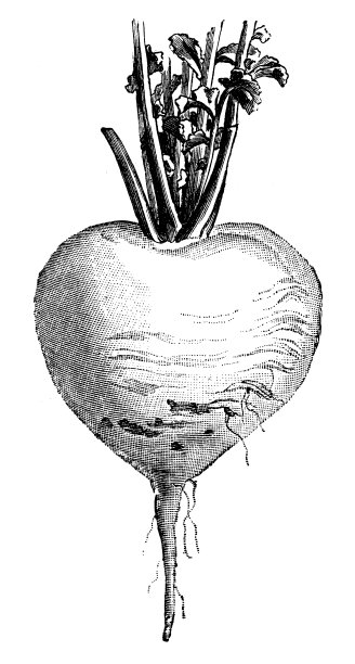植物、蔬菜植物仿古雕刻插图:白萝卜斯图加特图片下载