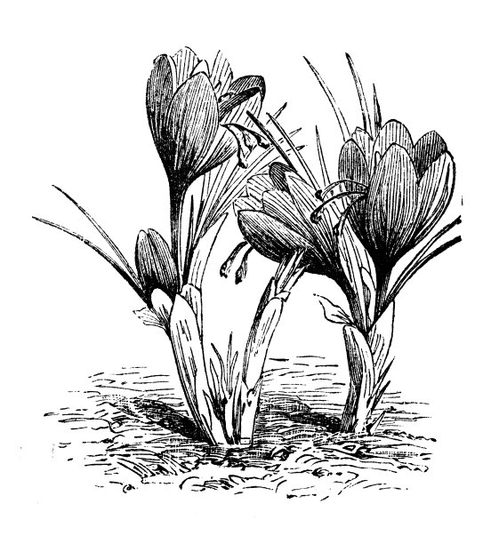 植物、蔬菜、植物古版画插图:藏红花图片下载