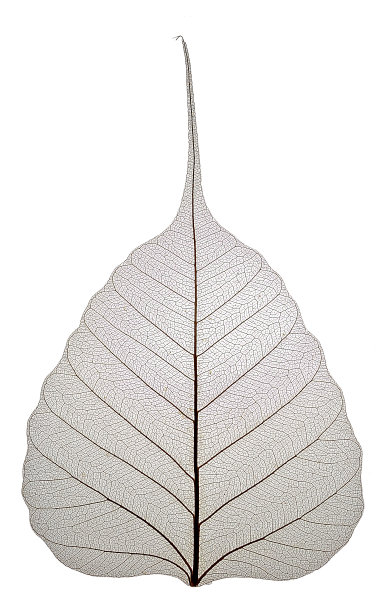 骨架菩提树叶子孤立图片下载