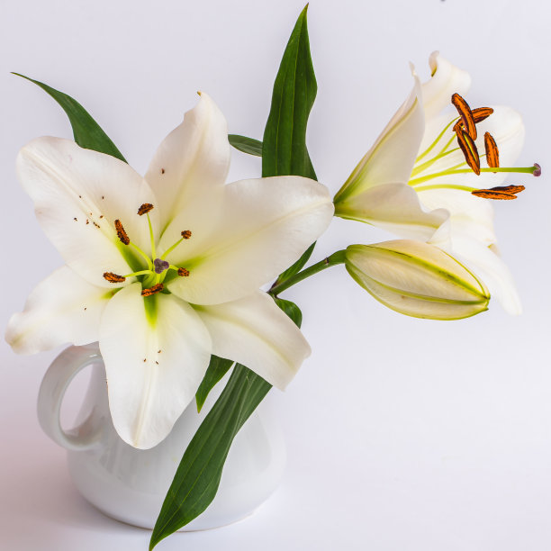 白色的百合，白色的花瓶图片下载