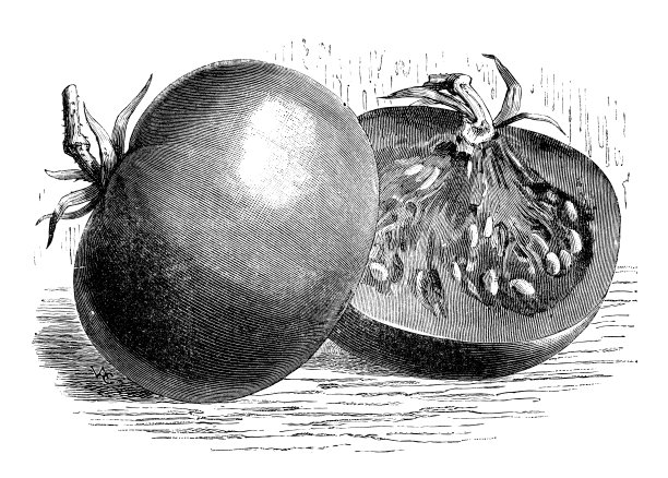 植物学、蔬菜、植物、古董雕刻插图:番茄图片下载