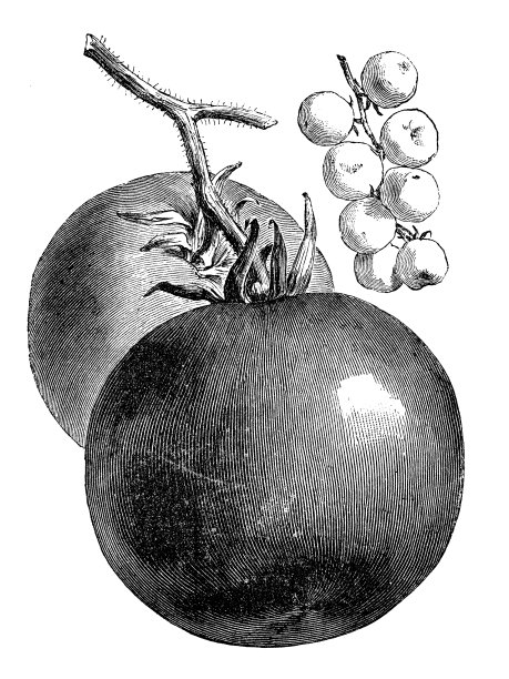 植物学、蔬菜、植物、古董雕刻插图:番茄图片下载