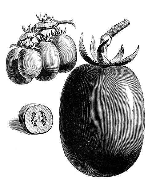 植物、蔬菜、植物、古董雕刻插图:赤茄图片下载