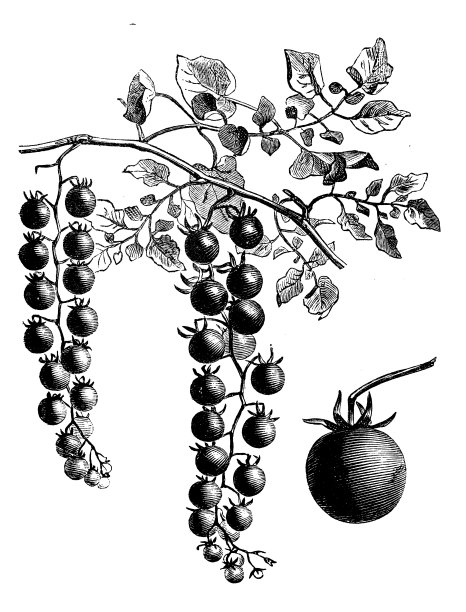 植物学、蔬菜、植物古版画插图:番茄画卷图片下载