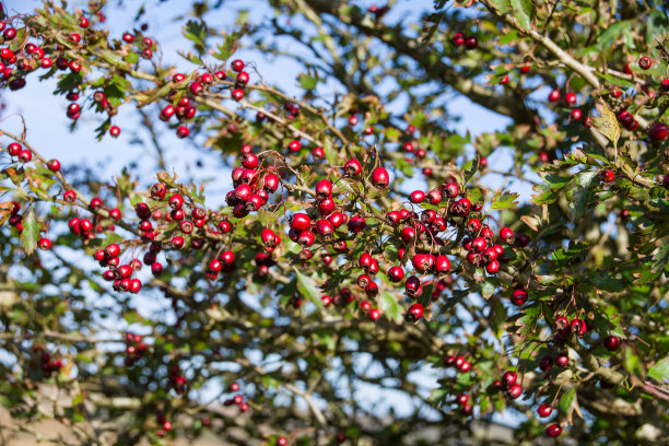 山楂成熟浆果素材图片