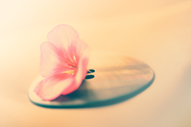 缝纫的美丽图片下载