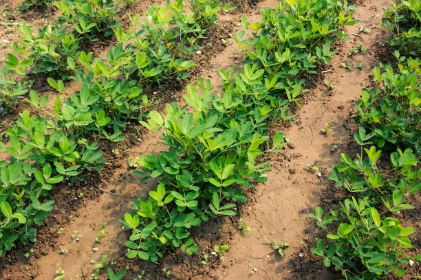 青花生田在农田中生长素材图片