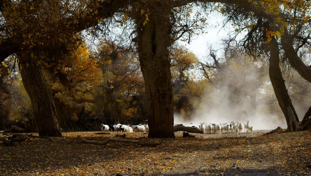最终的秋天和绵羊在日出图片下载