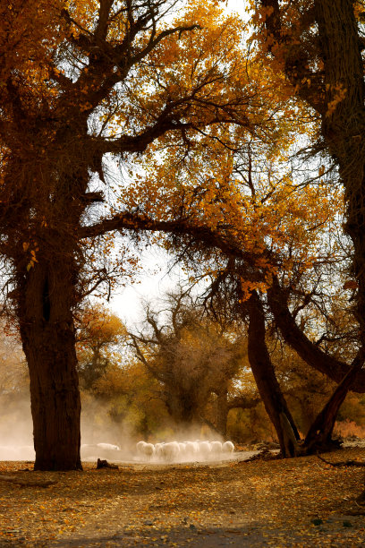 最终的秋天和绵羊在日出素材图片