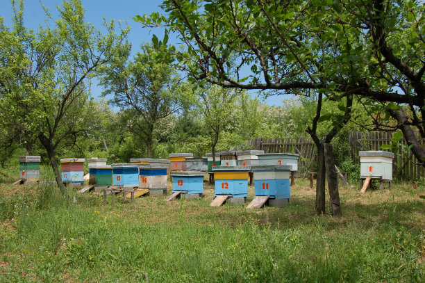 田间的蜂箱里有蜂箱图片下载