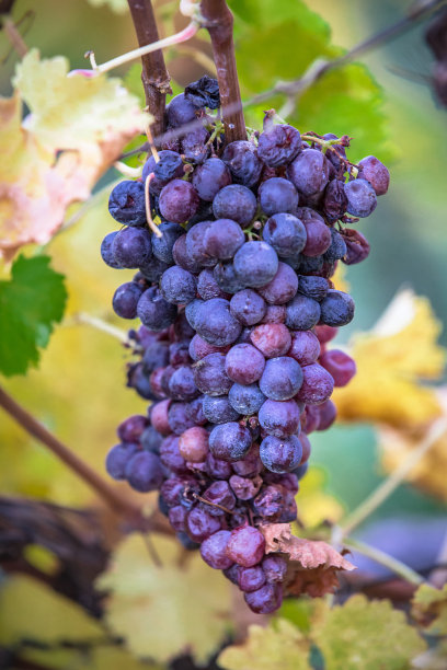 秋天红酒的葡萄图片下载