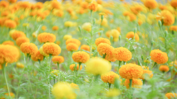 万寿菊鲜花素材图片