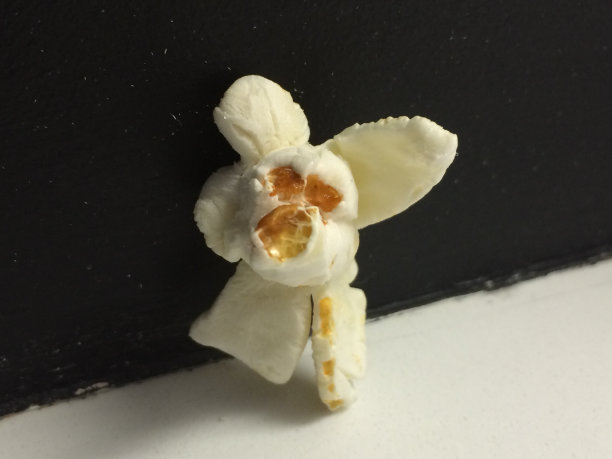 爆米花的兔子图片下载