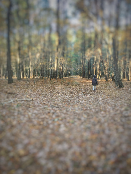 男孩在树林里图片下载